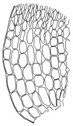 Mesotus celatus, alar cells of branch leaf. Drawn from A.J. Fife 9700, CHR 477662, A.J Fife 6497, CHR 104768, and B.H. Macmillan 97/52, CHR 514737.
 Image: R.C. Wagstaff © Landcare Research 2018 